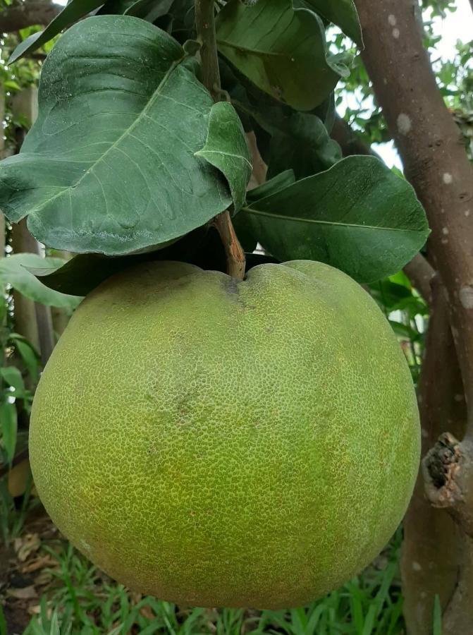 Green Grapefruit Villa Hội An Kültér fotó